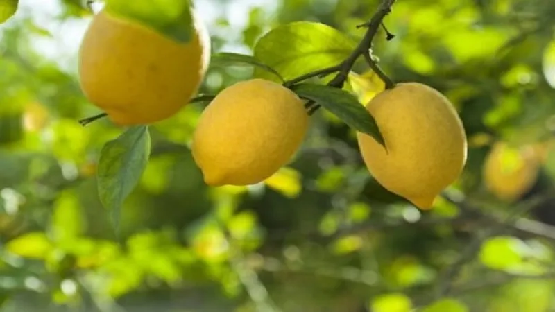 Kasım'da fiyat farkı 'limon' sıktı!